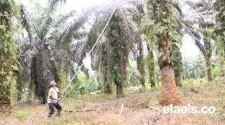 Ekonomi Moncer Petani Plasma Sawit