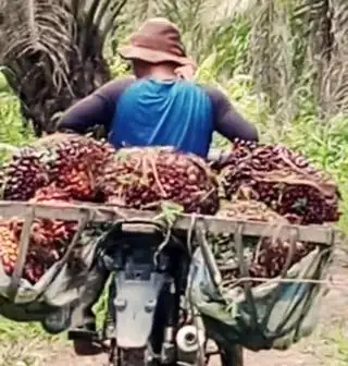 Alarm Bahaya!! Anjlok Lagi Harga CPO Hasil Tender PT KPBN Periode 5 September 2024