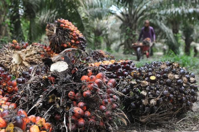 Harga TBS Sawit Plasma Riau Makin Membubung, Nyaris Rp 3.200/Kg