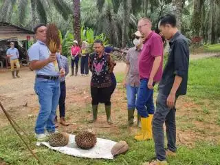 Bule dari Jerman Simak Proses Pembuatan Benih Sawit Unggul di Sanggau