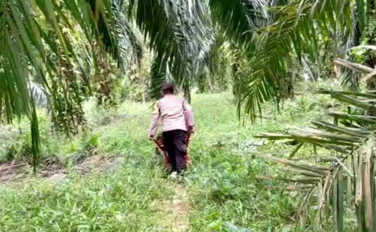 8 Pekan Naik Beruntun, Harga TBS di Sumut Menemui Titik Balik