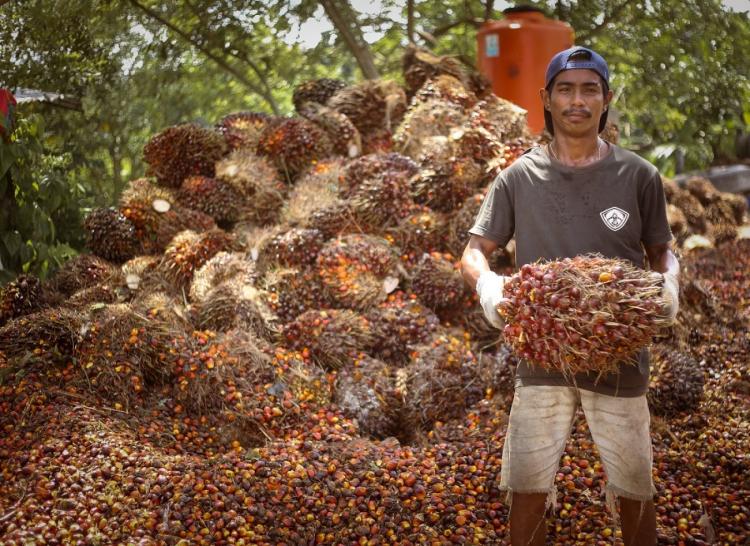 Harga TBS Sawit Kaltim Periode II November Naik Lagi, Tertinggi Rp 3.175,50/Kg