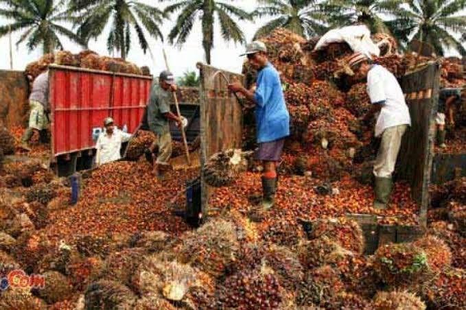 Turun Sesaat, Harga TBS Sawit Plasma di Riau Naik Lagi