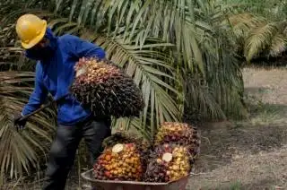 Praktik Terbaik di Australia dan Thailand Diadopsi Susun Kebijakan Ketenagakerjaan di Sektor Sawit