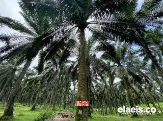 Masyarakat Jarah TBS Kelapa Sawit di HGU PT Agricinal