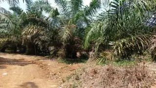 Sudah Teken Kontrak, Koperasi MMS Masih Menunggu Pencairan Dana PSR