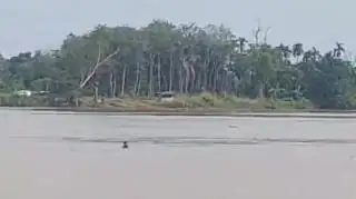 Warga Desa Rukam, Ditangkap Polisi Usai Curi Kelapa Sawit di PT EWF