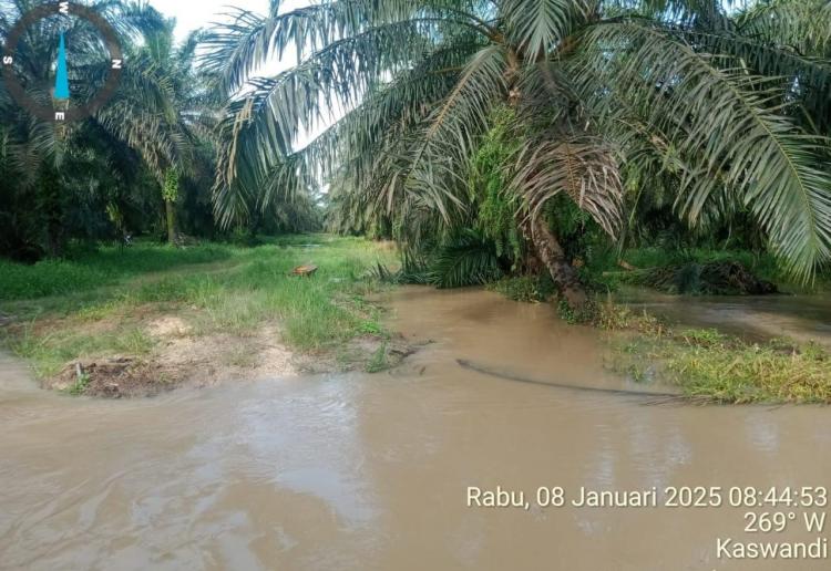 280 Hektar Kebun Sawit Koppsa-M Terendam Banjir