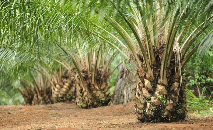 Pelaku Usaha Sawit di Simeulue Belum Ada yang Miliki Dokumen Legalitas Lengkap