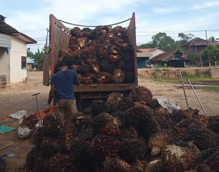 Harga TBS Sawit di Kalbar Turun Jadi Rp 3.128,87/Kg