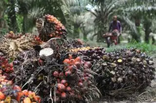 CPO Melonjak, Harga TBS Sawit Plasma Riau Naik Jadi Rp 3.492,07/Kg