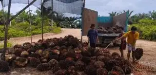 Petani Makin Tenang Jelang Puasa, Harga TBS Sawit di Sumut Naik Jadi Rp 3.580,08/Kg