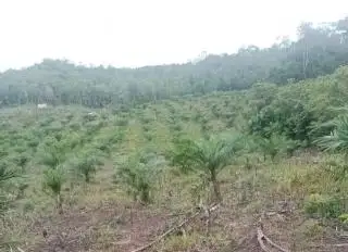 Gawat! 436 Perusahaan Disebut Kelola Sawit di Kawasan Hutan, Ada yang Kantongi ISPO/RSPO