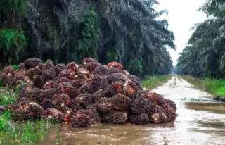 Naik, Harga TBS Sawit di Sumut Jadi Rp 3.642,02/Kg