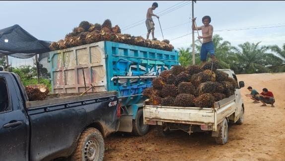 Naik Lagi, Harga TBS Sawit Jambi Dibanderol Rp 3.605,19/Kg