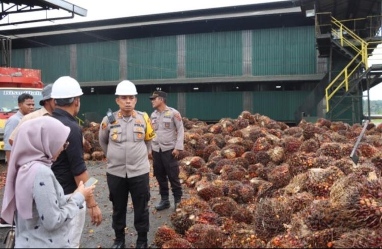 Naik, Harga TBS Sawit di Jambi Ditetapkan Rp 3.674,34/Kg
