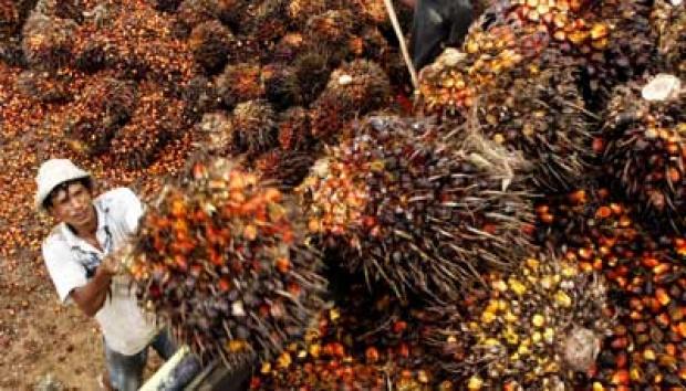 Naik Lagi, Harga TBS Sawit Mitra Plasma di Riau Ditetapkan Rp 3.741,93/Kg