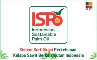 Revisi ISPO: Sertifikasi Wajib untuk Sektor Hulu, Hilir, dan Bioenergi