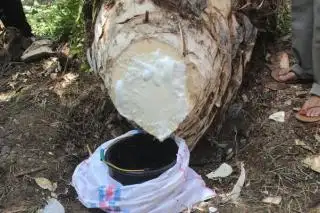 Kemenprin Meyakini Nira Sawit Berikan Cuan Untuk Petani