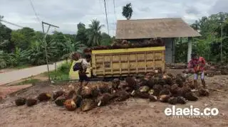 Dibeli Dengan Harga Rendah, Petani di Berau Lebih Banyak Jual TBS ke Kutim