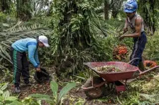 Komnas HAM Terima Banyak Pengaduan Terkait Dampak Perkebunan Sawit di Kalbar