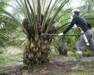 Perpres 16/2025 Wajibkan Sertifikasi ISPO untuk Semua Rantai Usaha Sawit