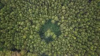 Penertiban Kawasan Hutan Seolah Hanya 'Ganti Pemain', Pertunjukan Apa Yang Akan Dipertontonkan Pemerintah