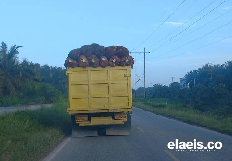 Punya 42 PKS, DBH Sawit untuk Bengkulu Dinilai Masih Rendah