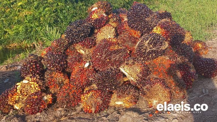 Turun Lagi, Harga TBS Sawit Plasma di Riau Rp3.580,56/kg