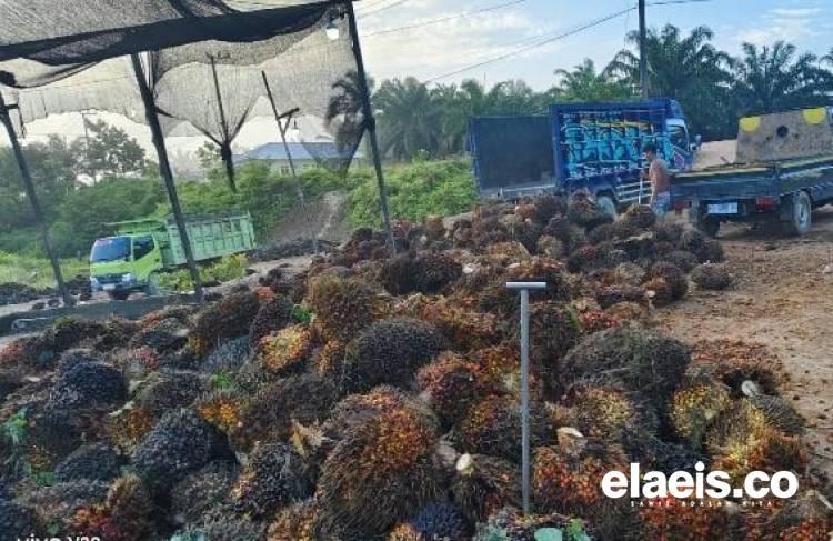 Makin Merosot, Harga Kelapa Sawit di Sumut Turun Rp184,54/kg