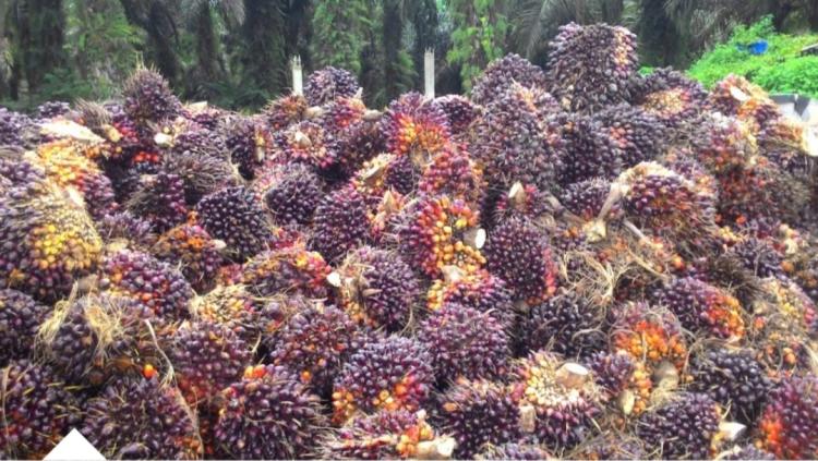 Harga TBS Sawit di Tingkat Pabrik di Mukomuko Turun Lagi