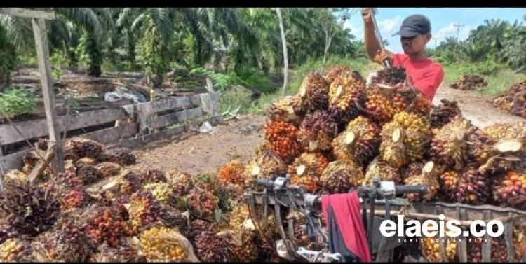 Harga Kelapa Sawit di Jambi Terus Melorot