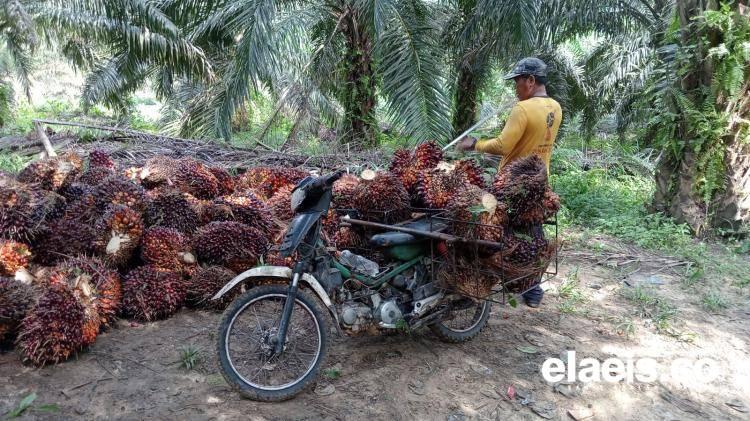 PKS Tentukan Harga Semena-Mena, Petani Sawit Rugi Rp30 Miliar Tiap Bulan