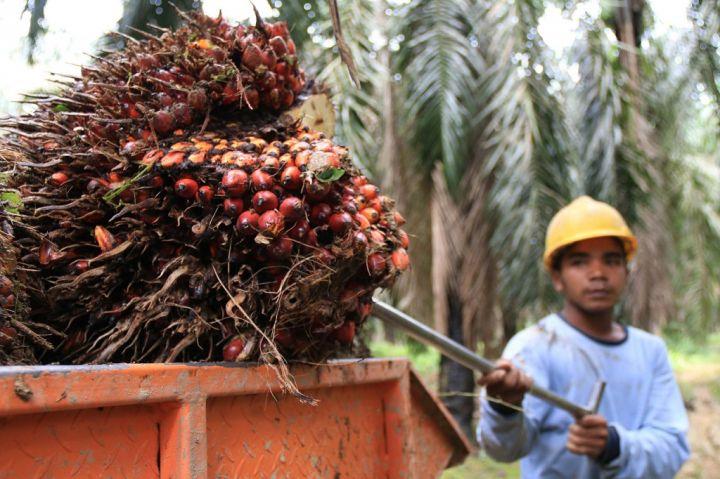 Sederet Tantangan Terus Menekan Industri Sawit RI