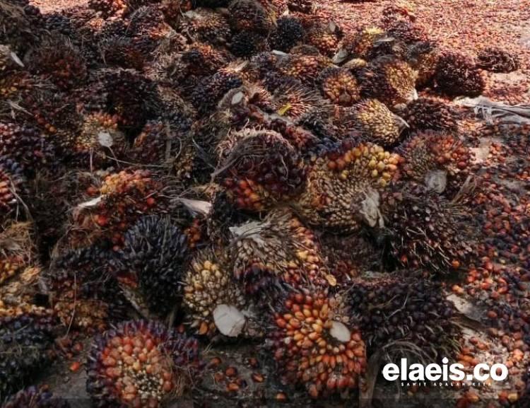 Diduga Tampung Sawit Dari Kawasan Konservasi, PT TKWL di Bungaraya Siak Langgar Prinsip ISPO, Mirip TNTN Nih!