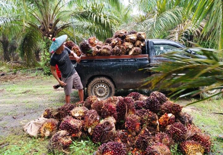 Naik Lagi, Harga Kelapa Sawit Plasma di Riau Minggu Ini Rp3.385,76/Kg