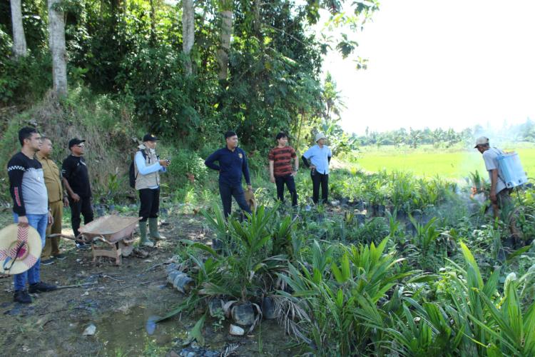 Puluhan Ribu Benih Sawit Ilegal Dimusnahkan di Kutai Kartanegara