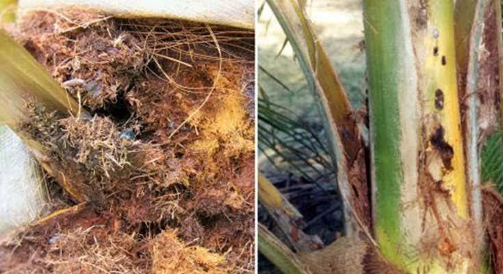 5 Cara Kendalikan Hama Kumbang Badak pada Sawit Muda