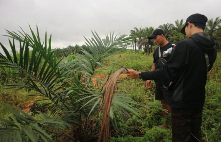 Mahasiswa UGM Teliti Dampak Sosial Replanting Sawit di Kalbar
