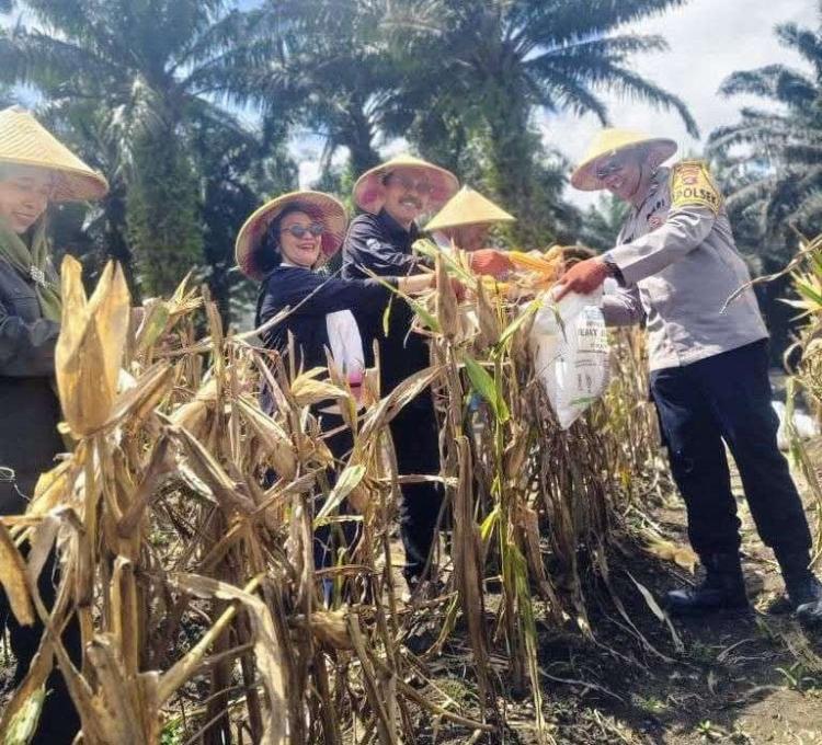 Panen Jagung Serentak Digelar di Lahan Perusahaan Sawit di Kobar