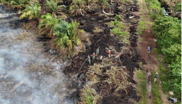 Ratusan Hektar Kebun Sawit Terbakar di Aceh Selatan