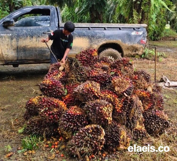 Produksi Anjlok, Harga Sawit di Kaltim Meningkat