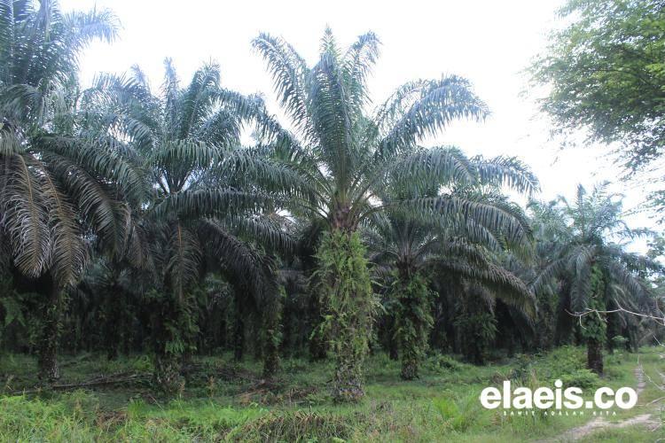 PKS Tanpa Kebun dan PKS Brondolan Ancaman Pola Kemitraan