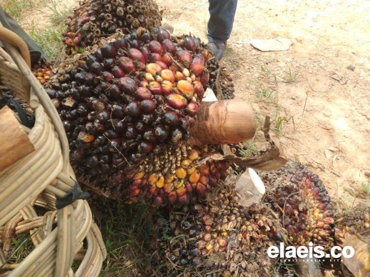 Dana Seret, Biodiesel B50 Bakal Dibatasi PSO Saja