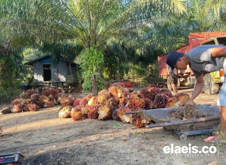 Harga Sawit Mitra Swadaya Riau Turun, Harganya Rp3.656,20/kg