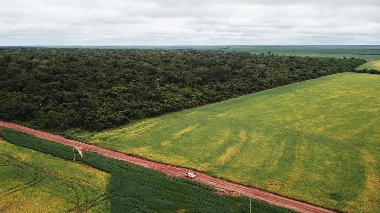 APMI ke Uni Eropa: Koar-Koar Jelekkan Sawit, Tapi Tutup Mata Deforestasi Kedelai