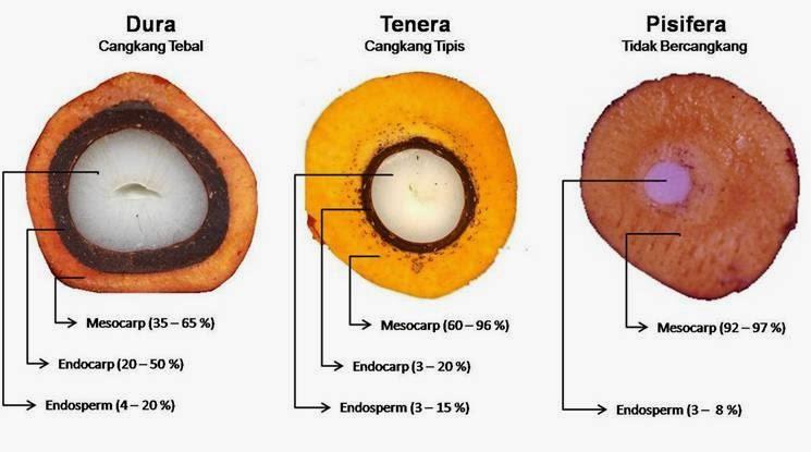 93% Kebun Sawit Petani Ternyata Dura, Pantes Panen Nggak Maksimal!