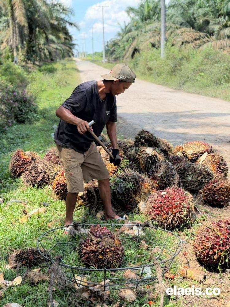 Plasma Anjlok, Harga Sawit Swadaya di Riau Juga Melemah