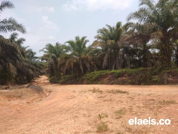 Penertiban Kawasan Hutan Dinilai Brutal, Petani Sawit Bisa Mati!
