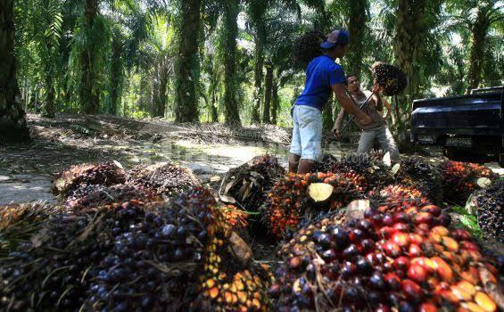 Raup Miliaran Rupiah, Hasil Riset Sawit Tak Pernah Sampai ke Kebun Rakyat